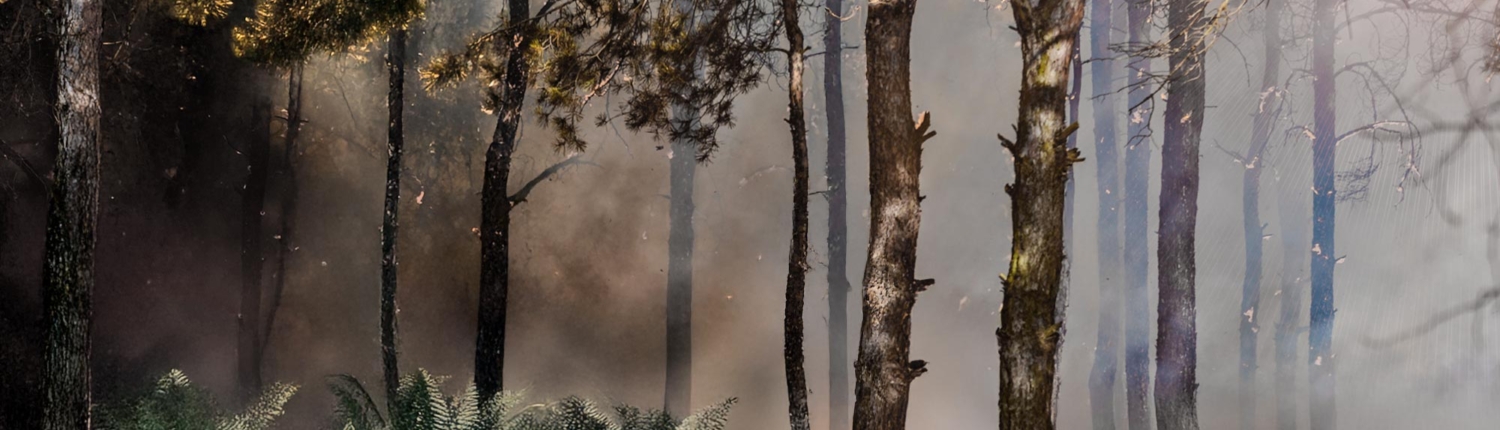 Waldbrand