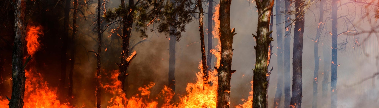 Waldbrand